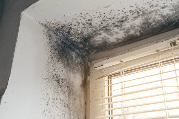 Affordable Black Mold Removal solutions in Lake Stevens, WA